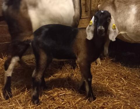 Anglo Nubier Bockkitze reinrassig