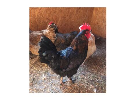 Schöner Hahn (Mischling mit Federn an den Füßen)