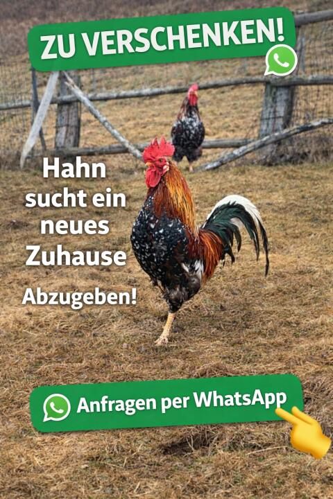 Hahn