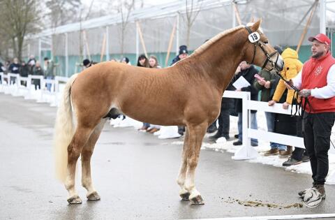 Haflinger Deckhengst PrH Neuglanz