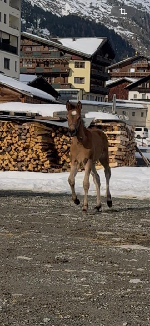 Haflinger x Araber Stutfohlen