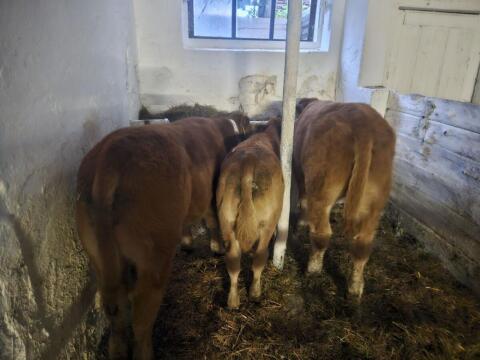 Limousin reinrassig
