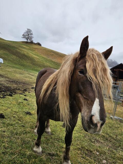 Noriker Dunkelfuchs