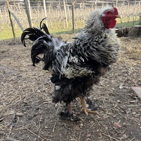 Locken Brahma Hahn