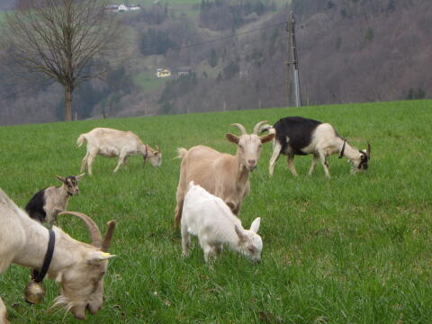 Ziege mit Kitz bei Fuß