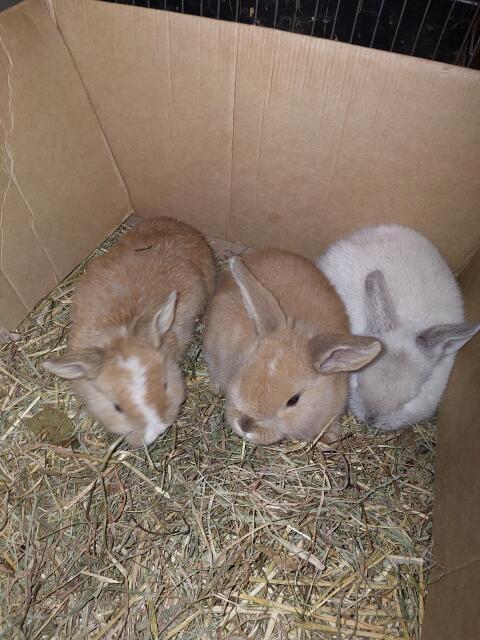 Kaninchen 8 Wochen alt