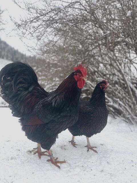 Barnevelder Bruteier