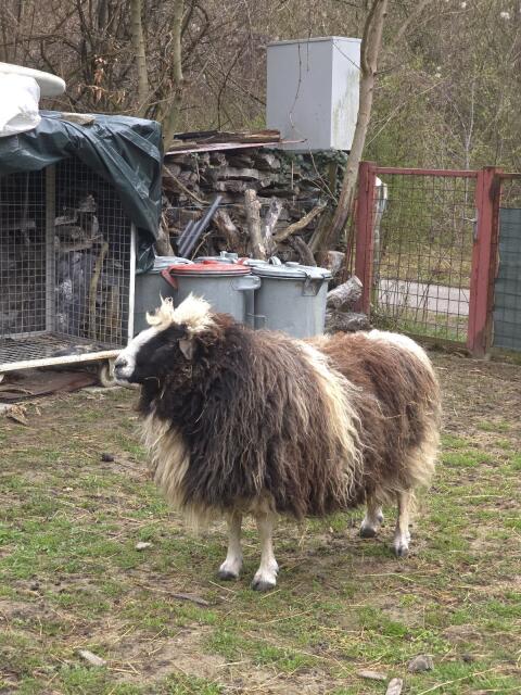 Schafbock