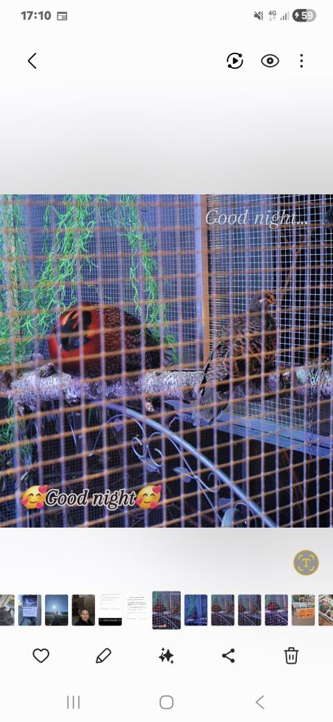 Temminck Tragopan Hahn