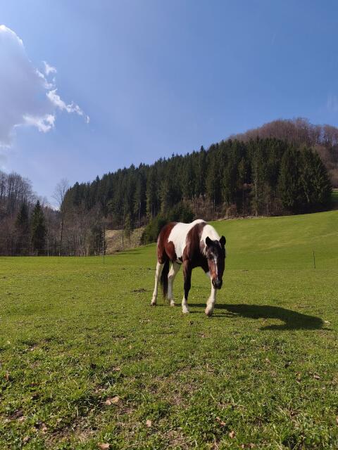 WB-Scheckstute