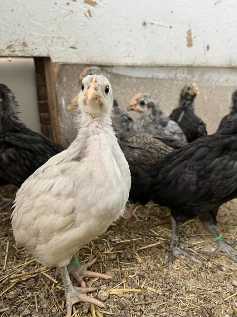 Bresse gauloise bleu Küken