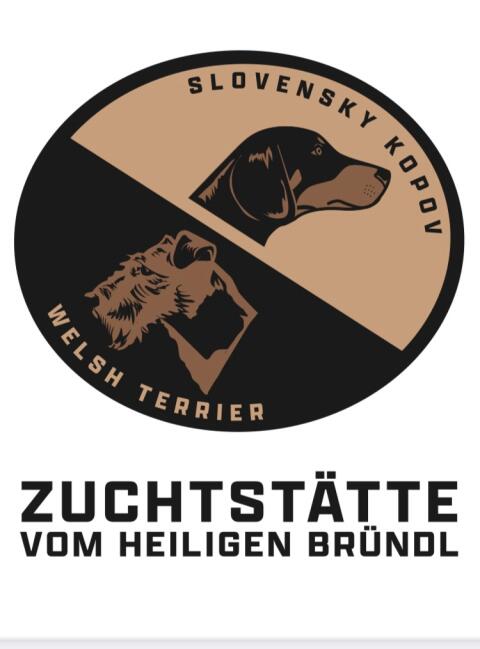 Welsh Terrier Welpen