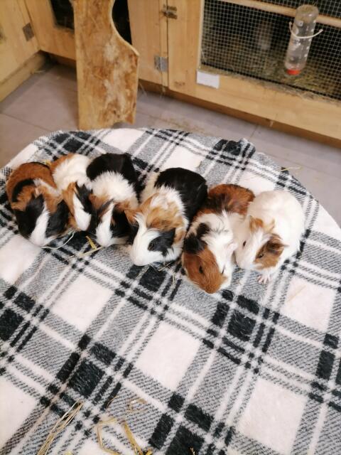 Meerschweinchen