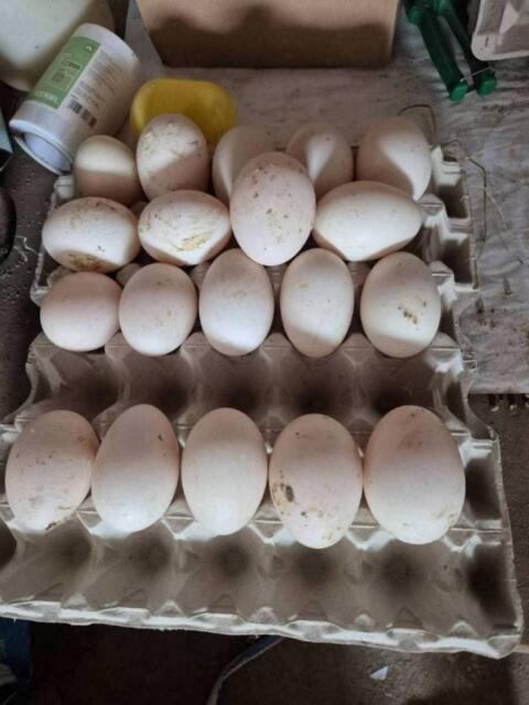 Sachsenenten Bruteier