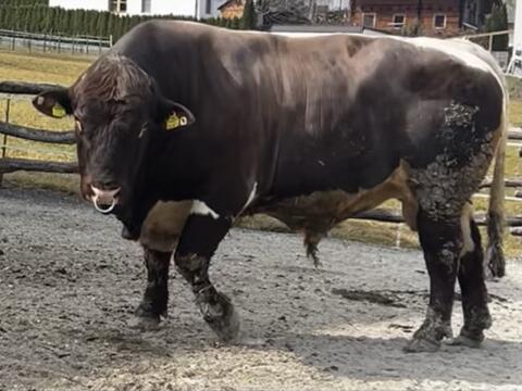 Pinzgauer Stier aus Mutterkuh Betrieb