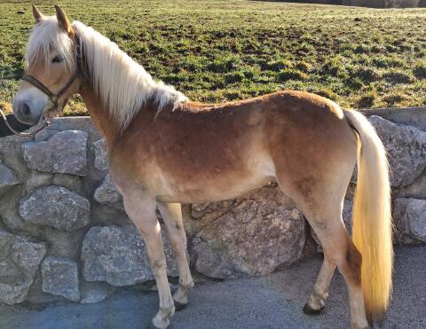 Verkaufe schöne Haflingerstute