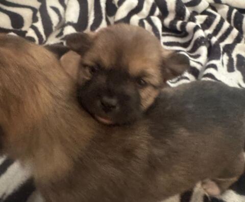 Pomchi