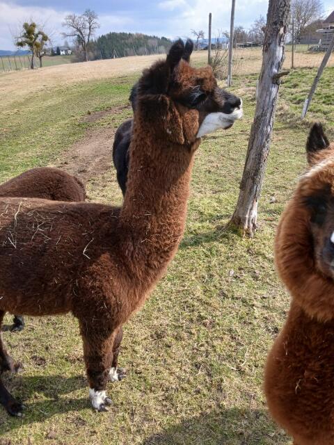 Alpaka