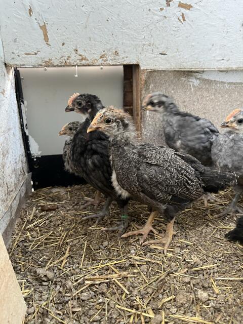 Küken von Grossrassen-Mixe