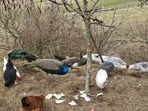 Pfauen Gruppe zu verkaufen