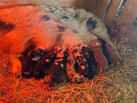 Kune Kune Ferkel
