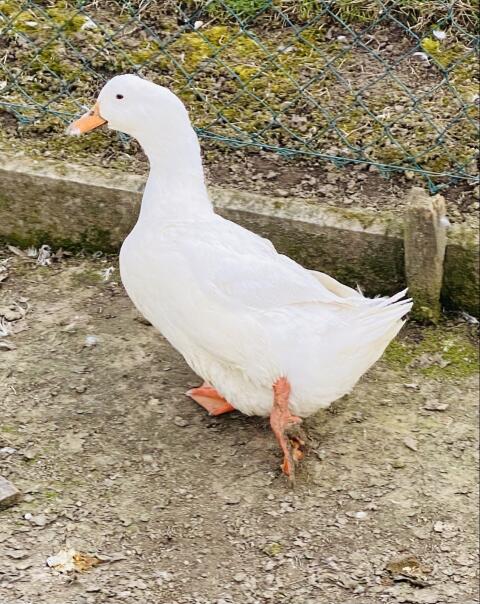 1 Zuchtpaar Wildenten und 1 Pekingente
