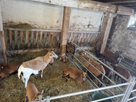 Verkaufe Kamerunschafe