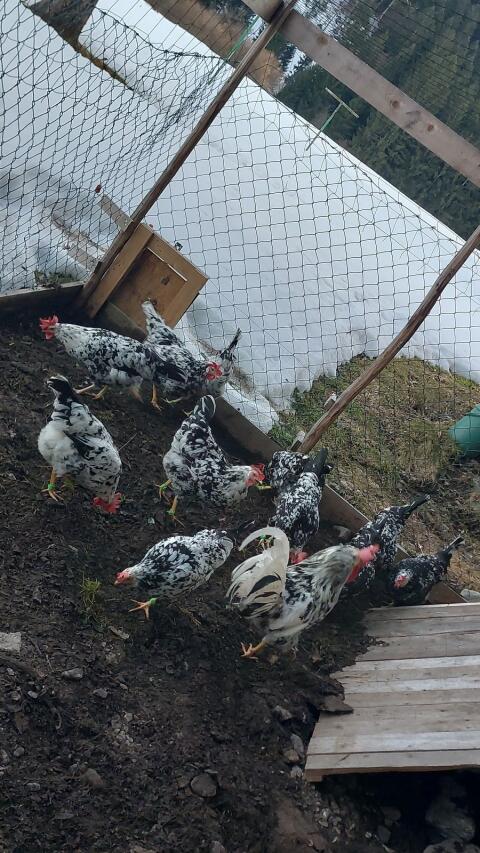 Bruteier Leghorn Exchequer