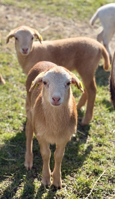 Kamerun-Dorper Lämmer