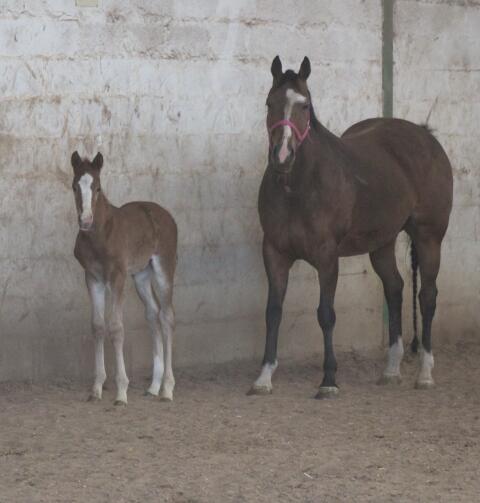 Quarter Horse Hengstfohlen zu verkaufen