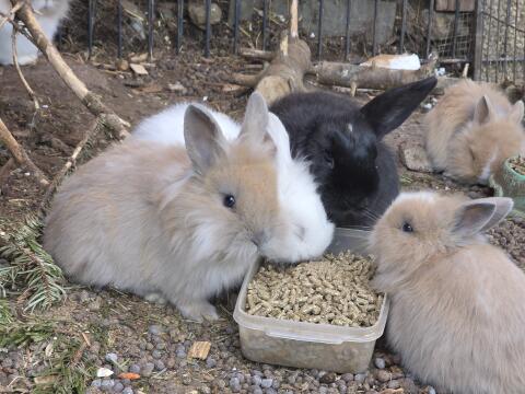 kaninchen zwerghasen
