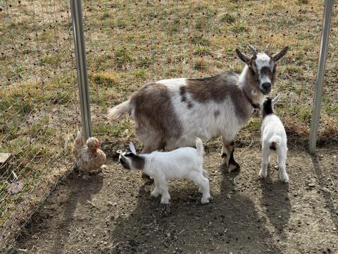 Mini-Zwergziegenmädels (Mama+Kitze)