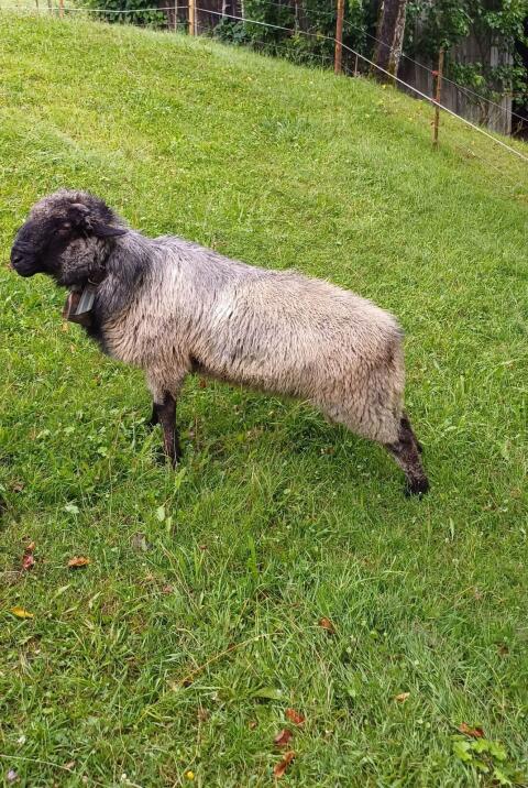 Alpinen Steinschafwidder