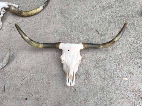 Schädel - Rinderschädel - Hochlandrinder