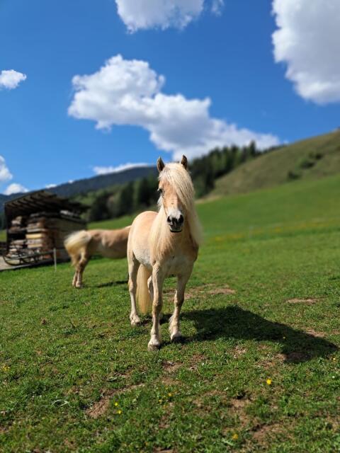 Junge Haflingerstute zu verkaufen