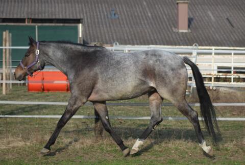 AQHA / APHA Bay Roan Stute zu verkaufen