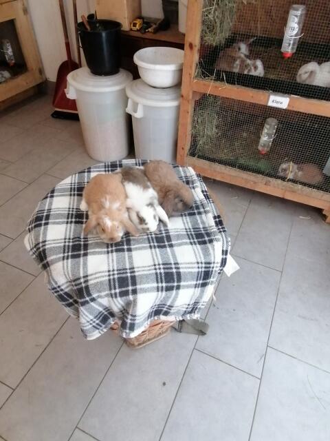 Zwergkaninchen Minilop Zwergwidder