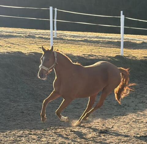 warmblutstute