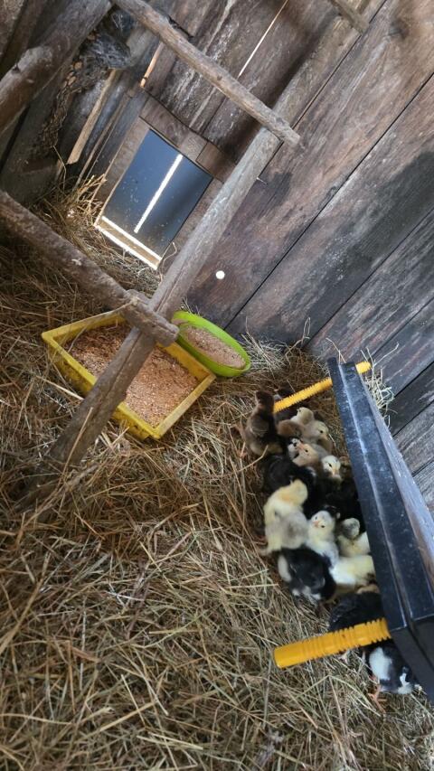 Küken von 14.3/15.3