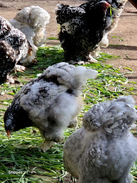 Brahma Bruteier mottled, blau-mottled, sehr selten