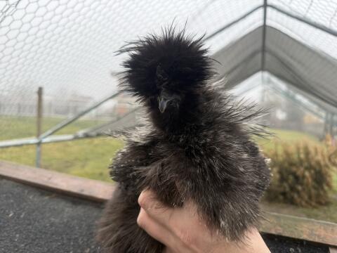 US Silkies, Seidenhühner