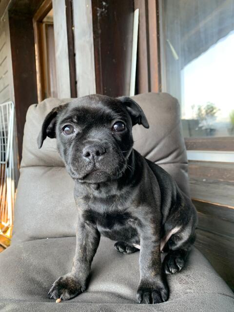 Staffbull Welpen suchen liebevolles Zuhause