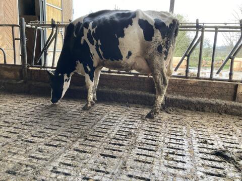 Holstein