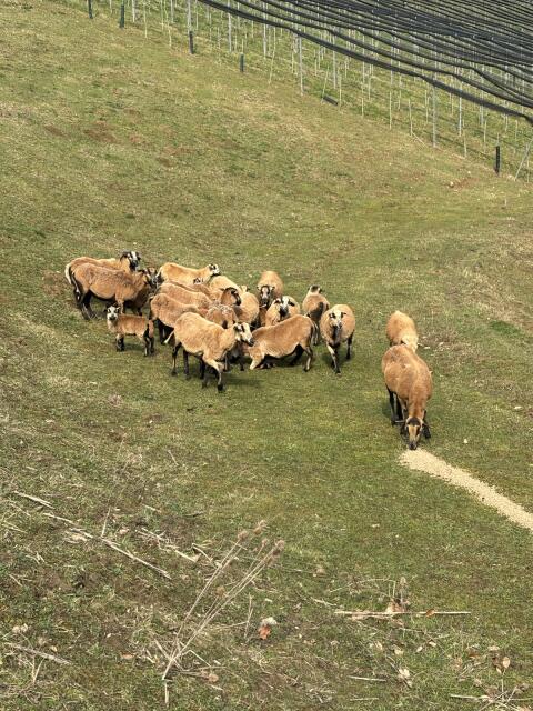 Kamarun Herde zu verschenken