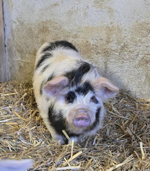 Kune Kune Ferkel "Reserviert"