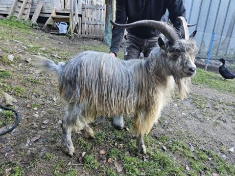 Blobe Bock