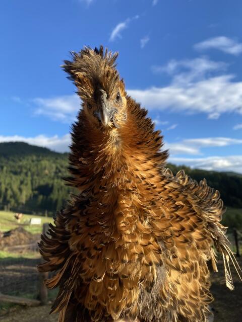 Bruteier Strupphuhn