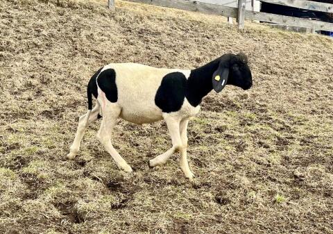 Kugel-Scheck Widder