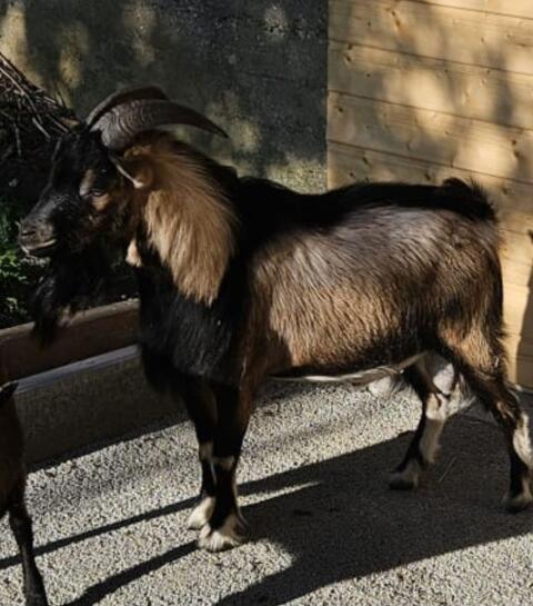 Kastrierter Bock - Mix