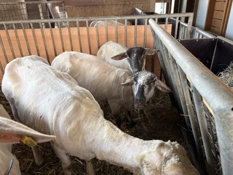 Merino, Lämmer Trächtige kreuzungs Schafe
